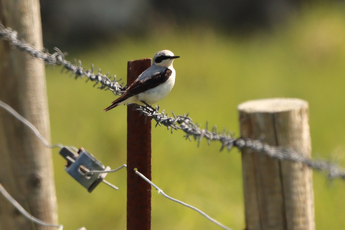 Northern Wheatear - Oliver Cottis