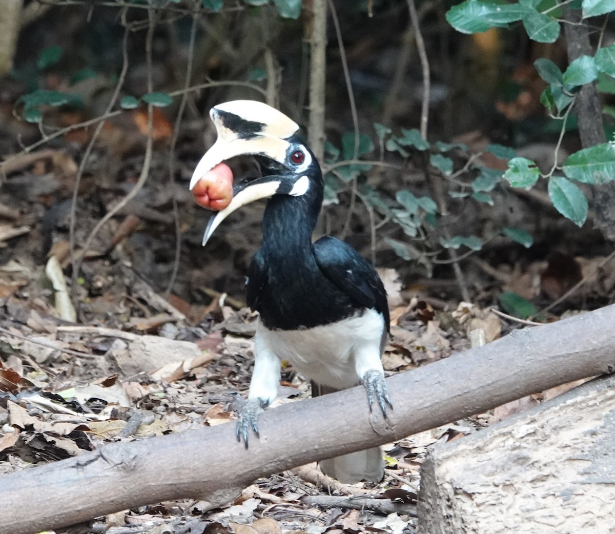 Oriental Pied-Hornbill - Joe Heinlein