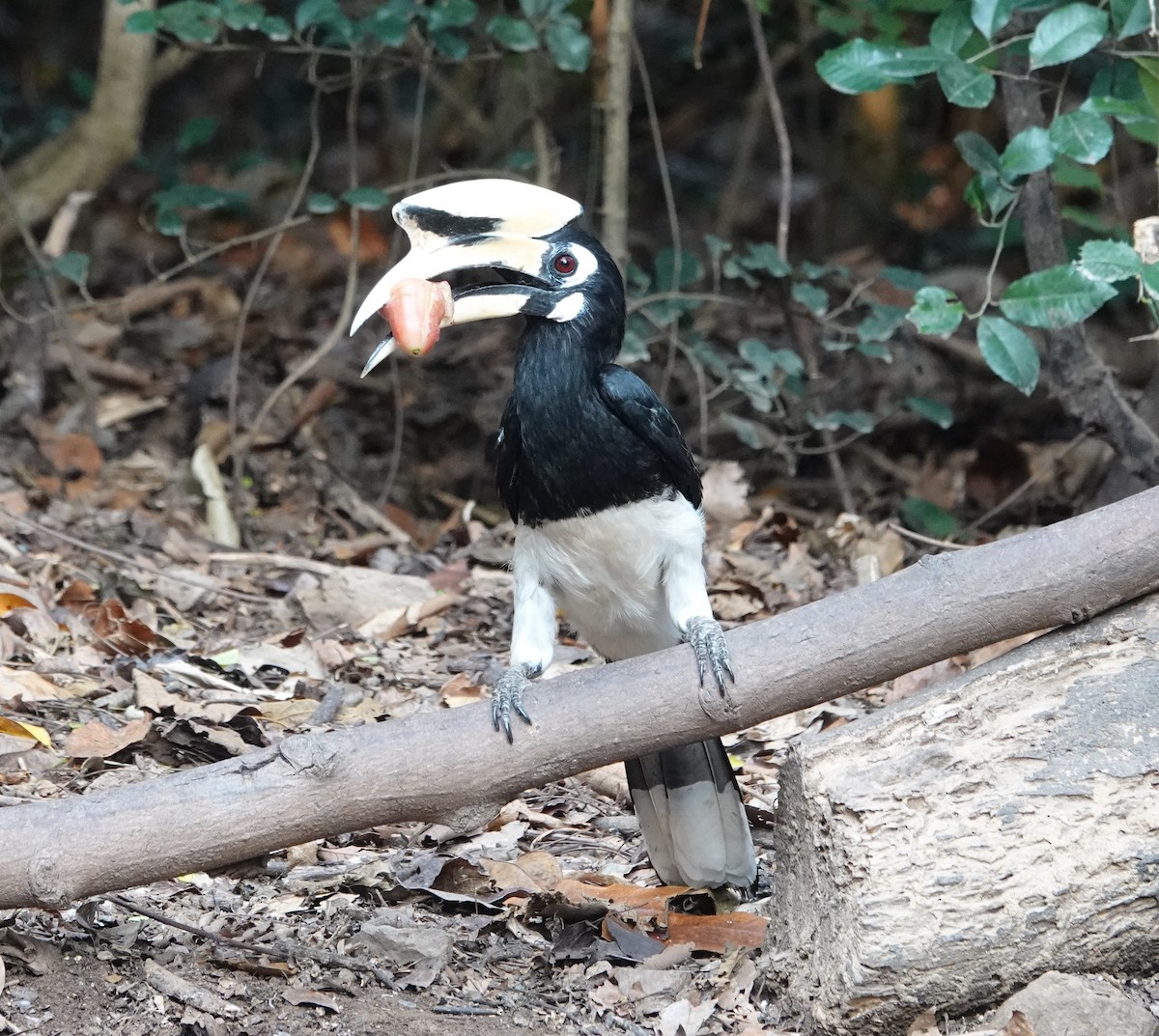 Oriental Pied-Hornbill - Joe Heinlein