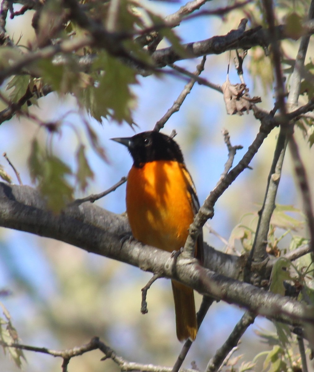 Baltimore Oriole - Scott Peck