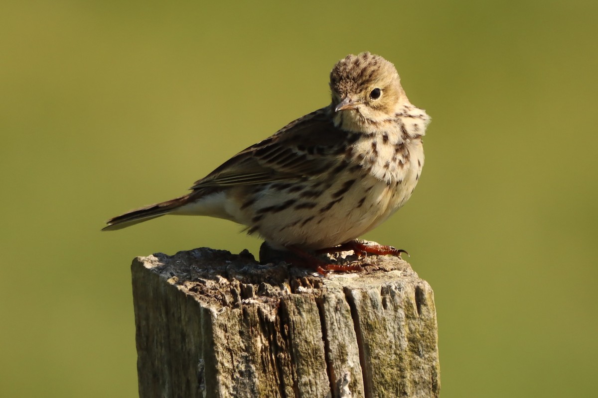 Meadow Pipit - Oliver Cottis