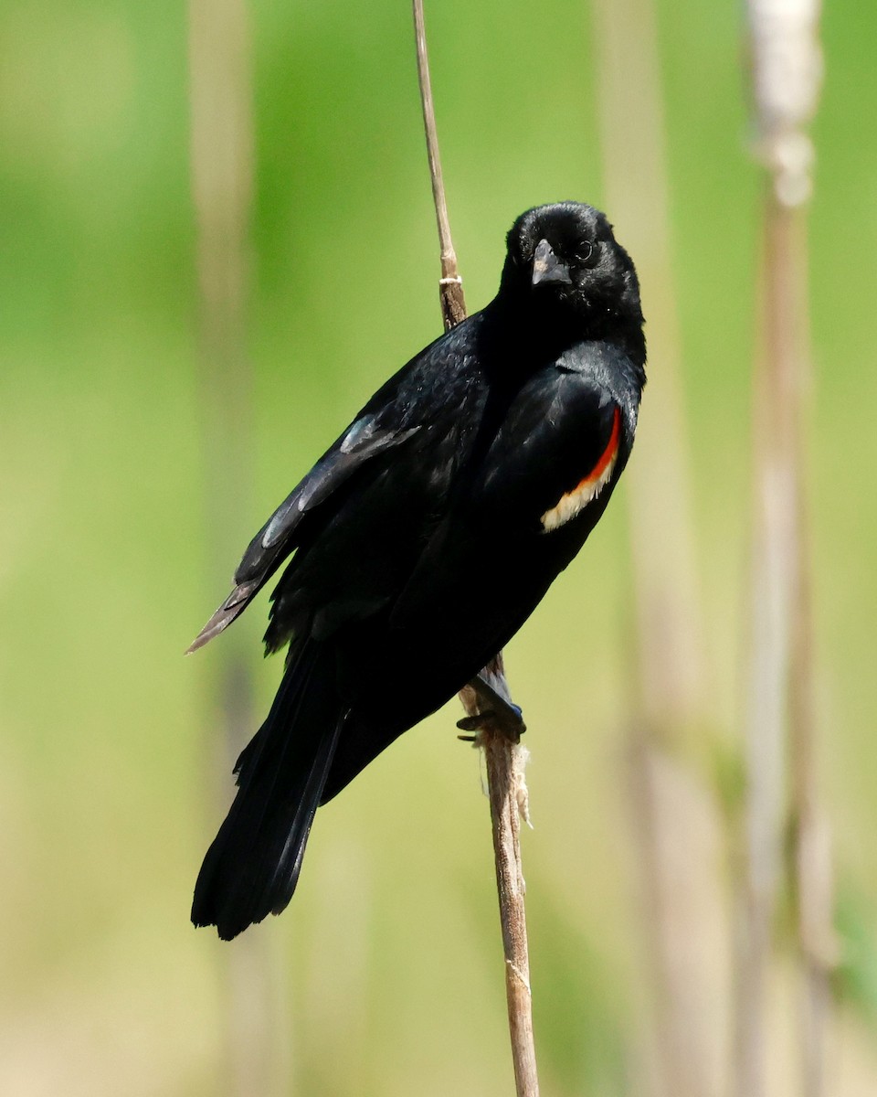 Red-winged Blackbird - Jennifer Johnson
