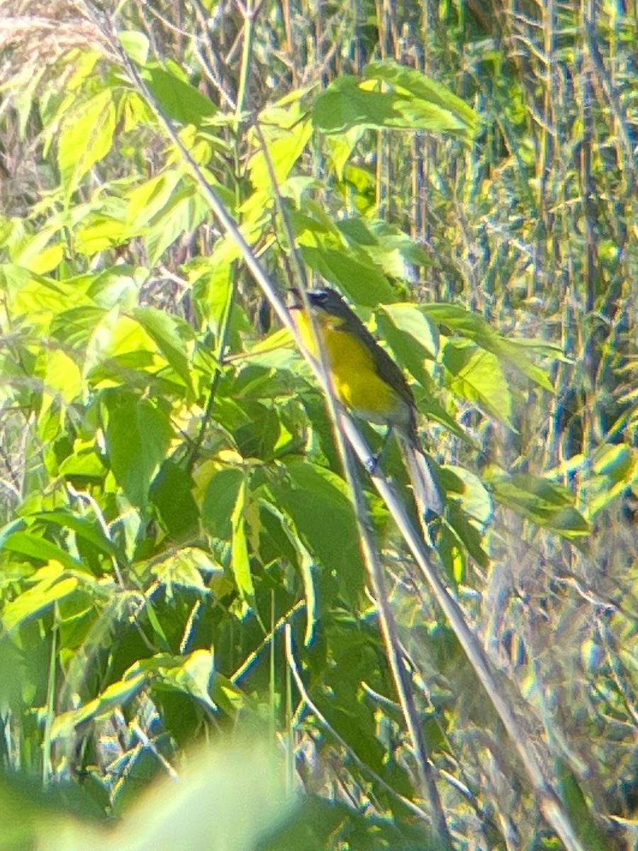 Yellow-breasted Chat - Angelo DelloMargio