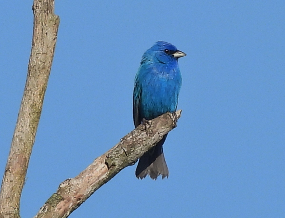 Indigo Bunting - Fannie Courtier