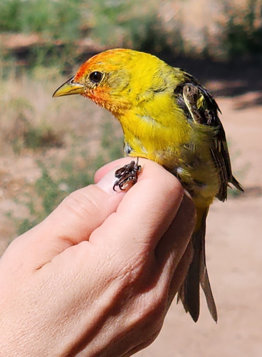 Western Tanager - Nancy Cox