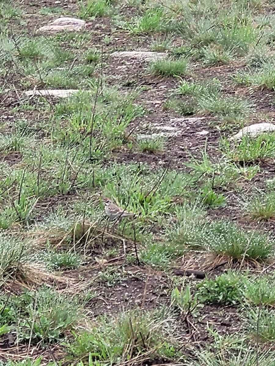 Lark Sparrow - ML619351936