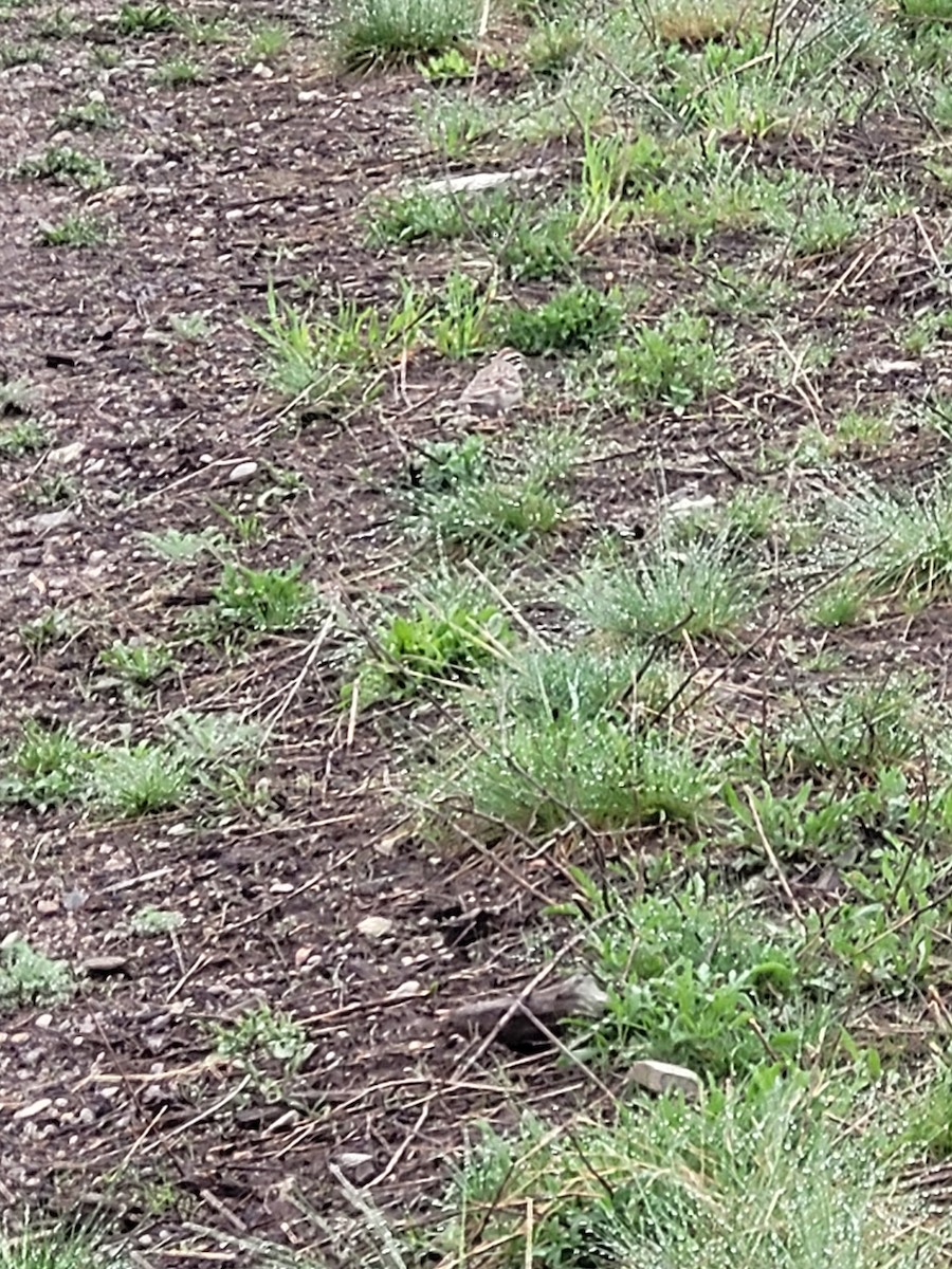 Lark Sparrow - ML619351937