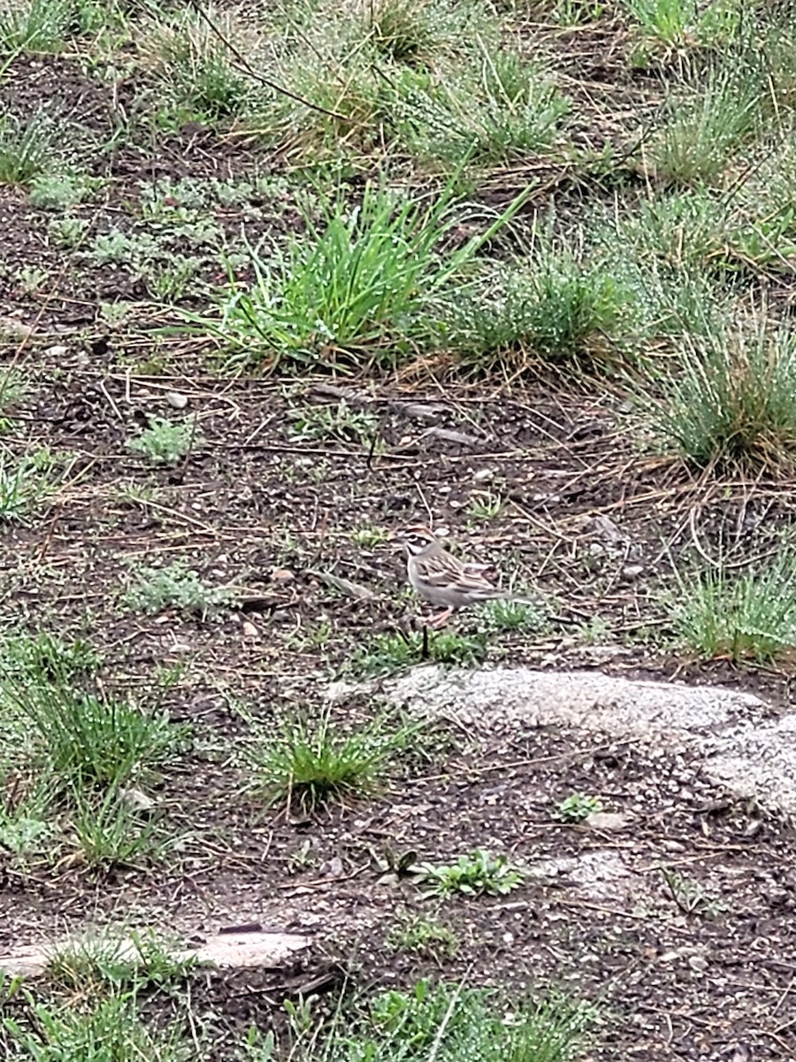 Lark Sparrow - ML619351938