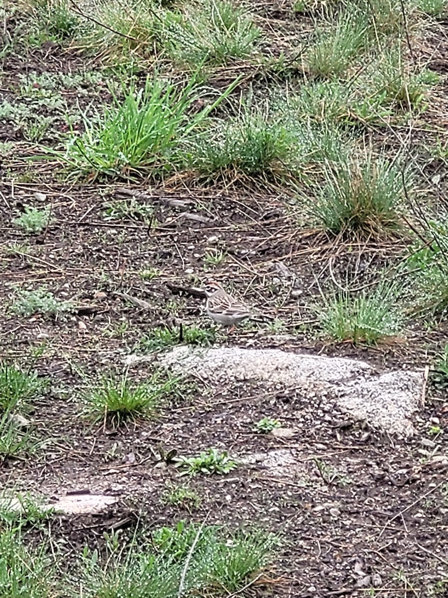 Lark Sparrow - ML619351939