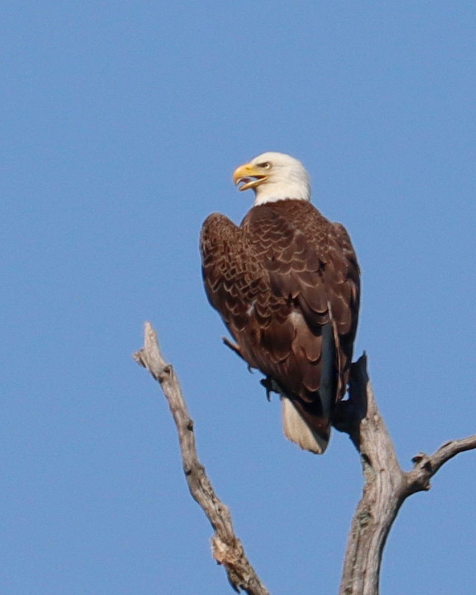 Bald Eagle - Dan Kempf