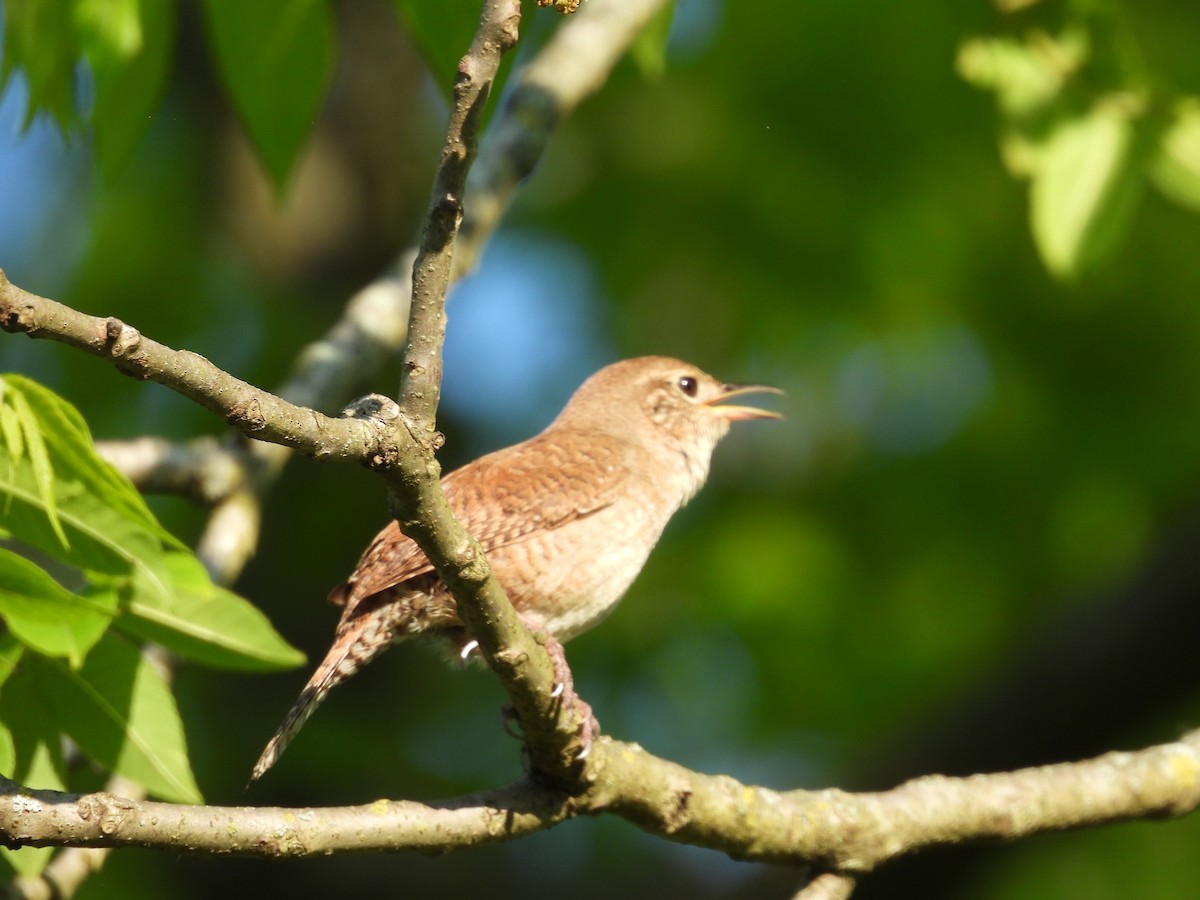 House Wren - ML619351942