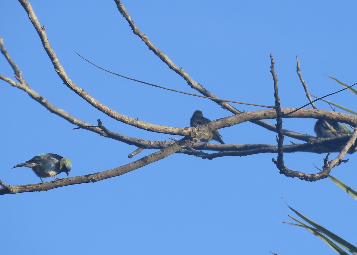 Blue Dacnis - Gillian Lankshear