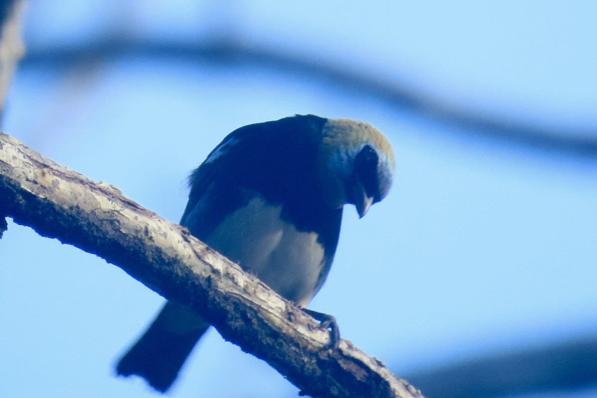 Blue Dacnis - Gillian Lankshear