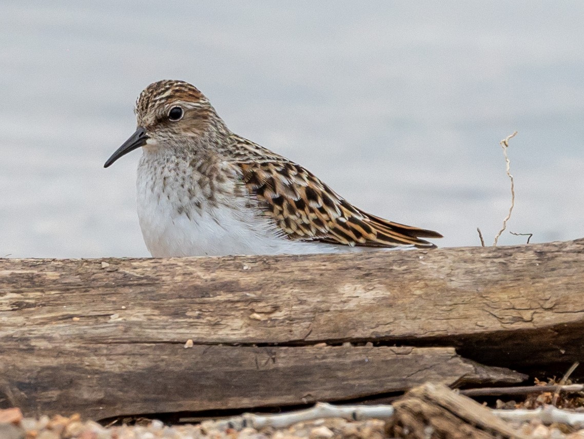 Least Sandpiper - Ric Olson