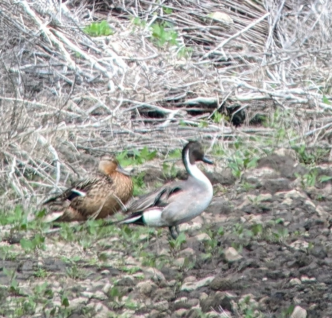 Northern Pintail - Sam Denenberg