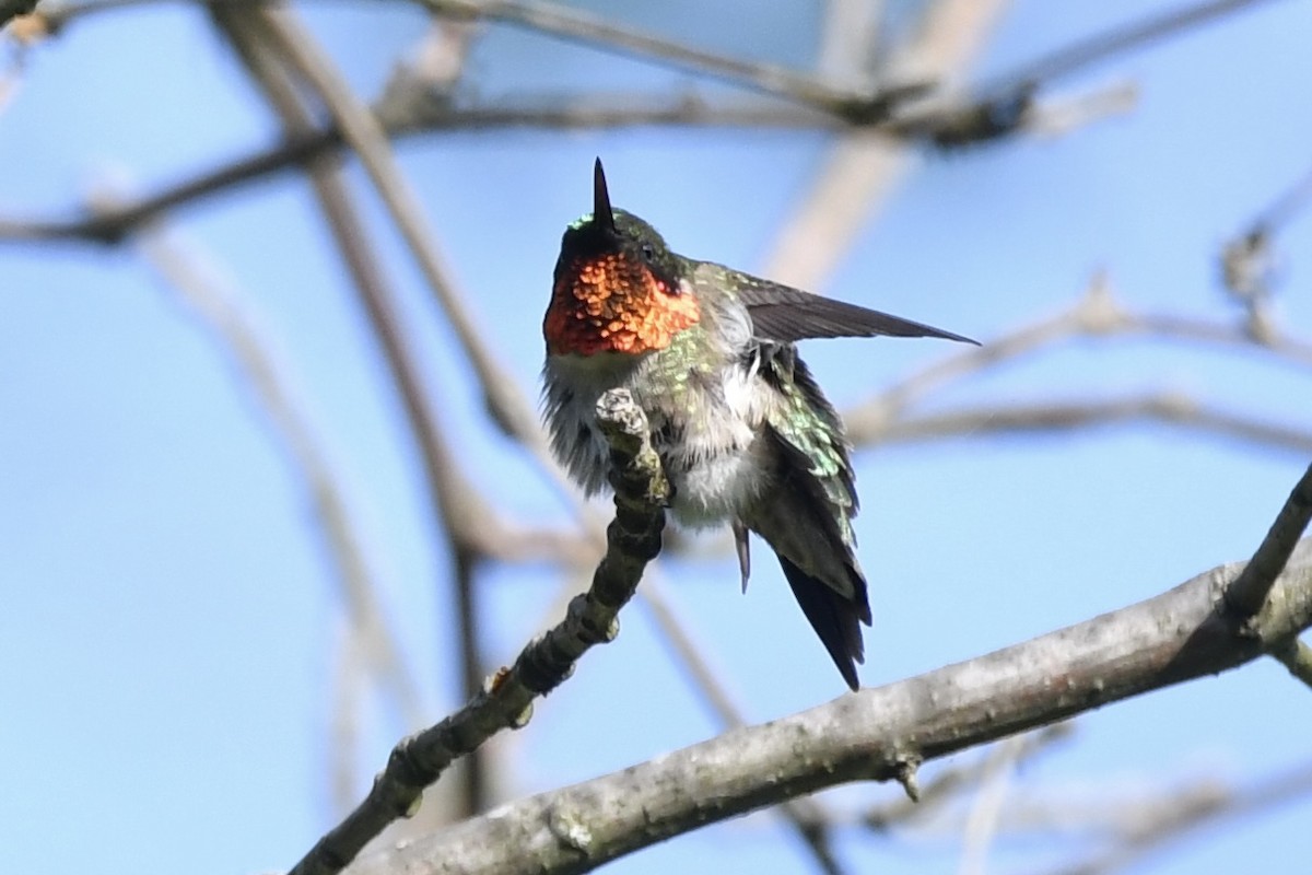 Ruby-throated Hummingbird - Lauren Wadas