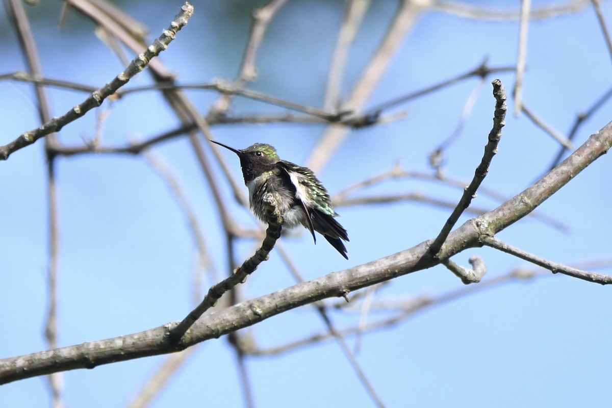 Ruby-throated Hummingbird - Lauren Wadas