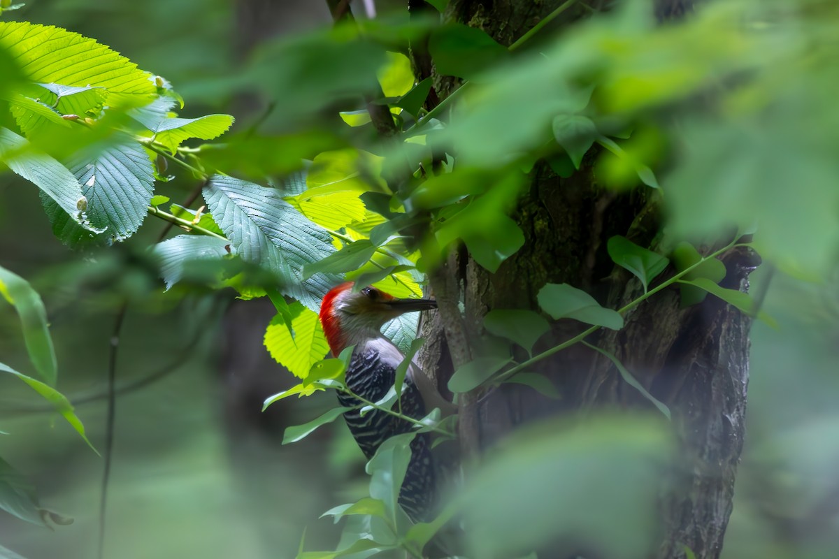 Red-bellied Woodpecker - Anand Ramachandran