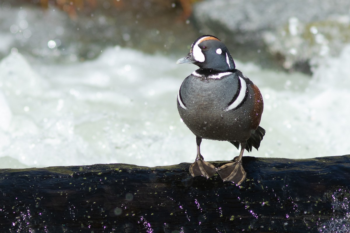 Harlequin Duck - Neil Paprocki