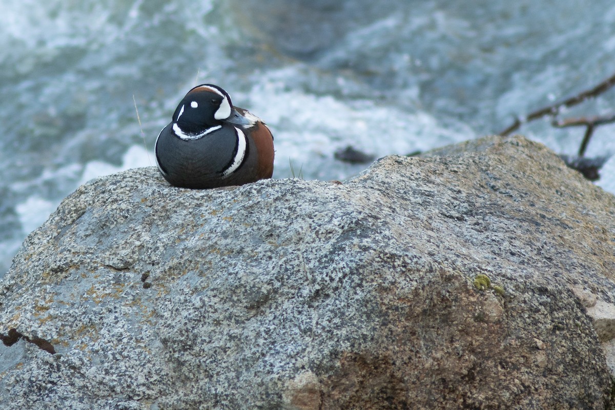 Harlequin Duck - Neil Paprocki