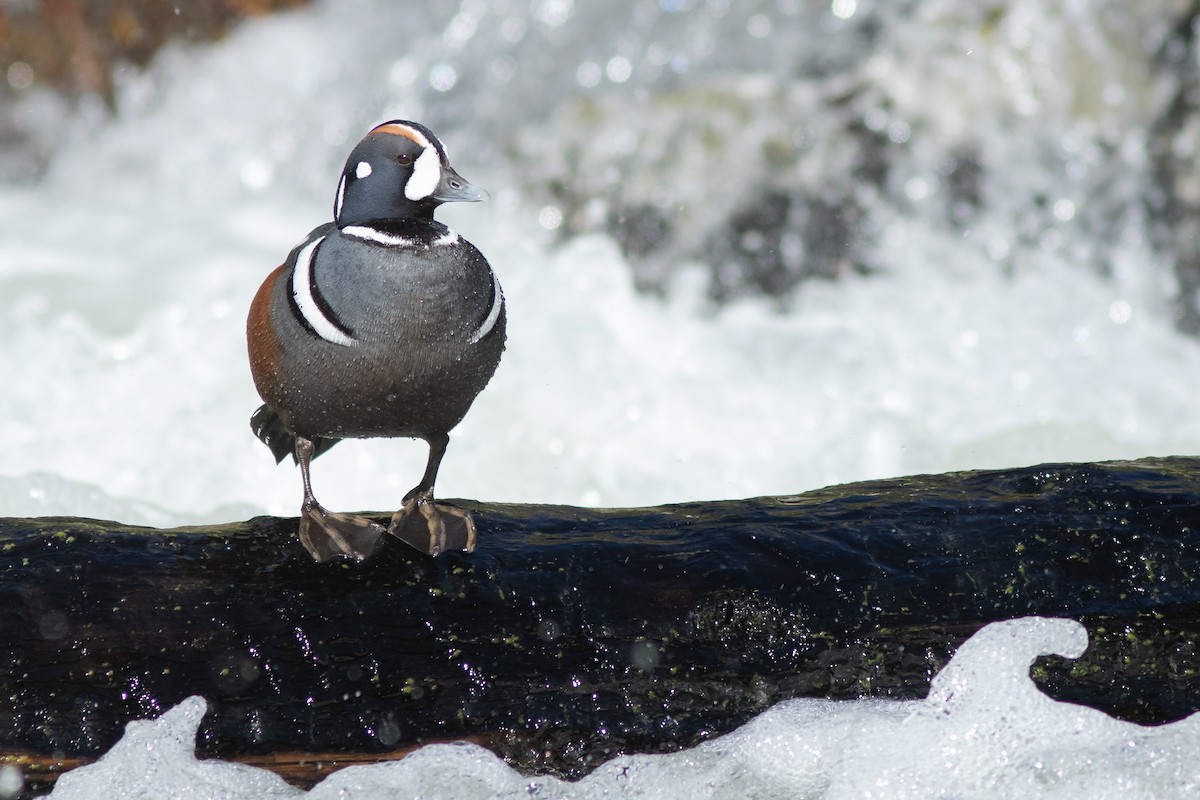 Harlequin Duck - Neil Paprocki