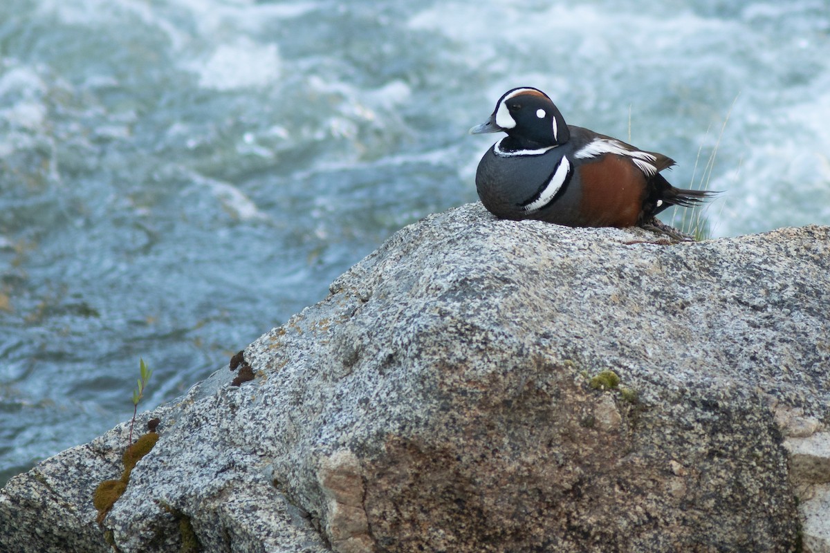 Harlequin Duck - Neil Paprocki