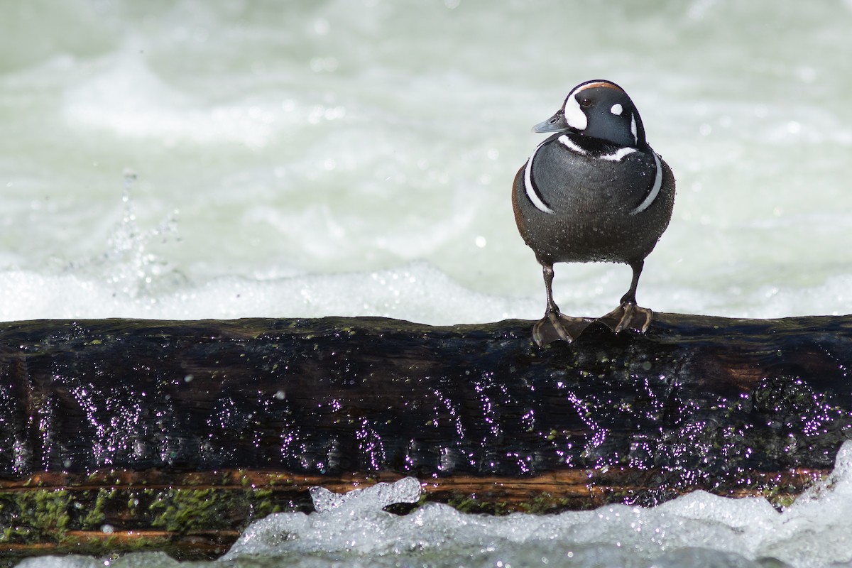 Harlequin Duck - Neil Paprocki