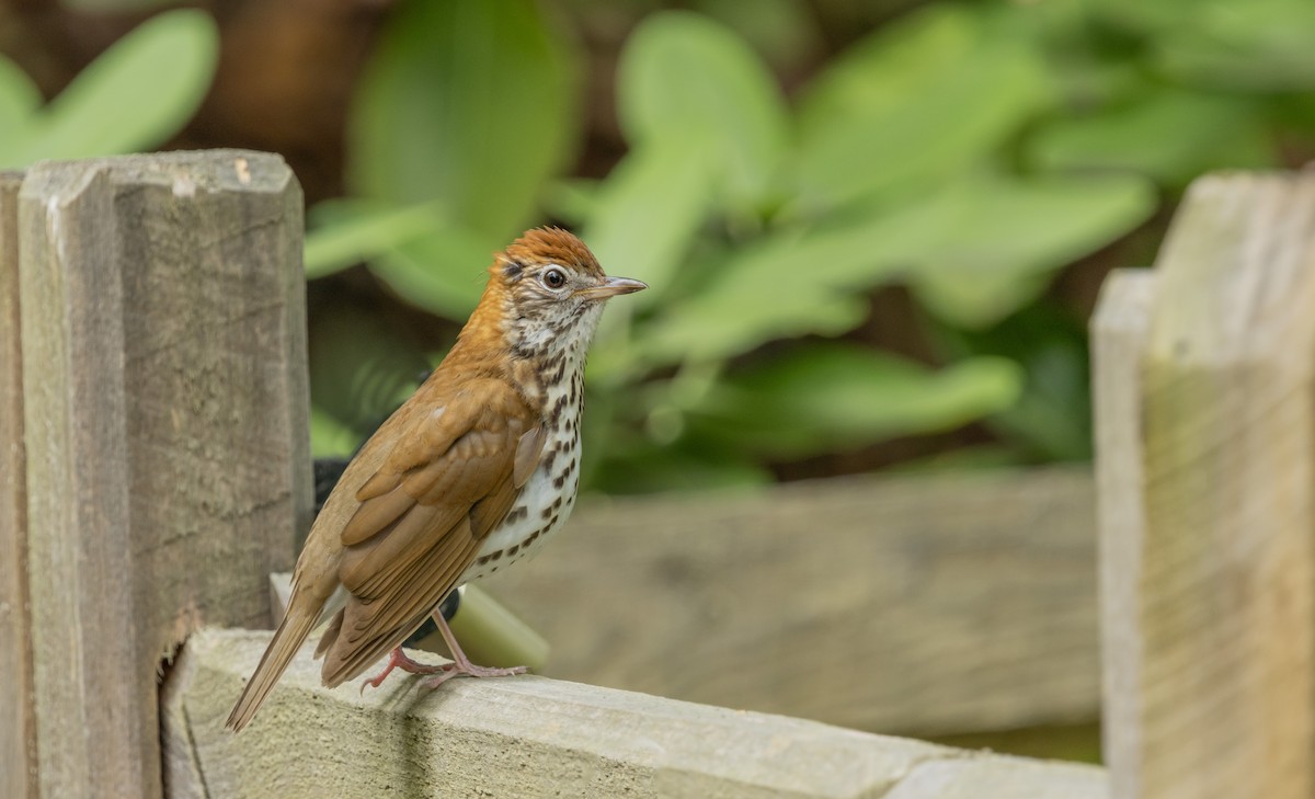 Wood Thrush - Liz Pettit