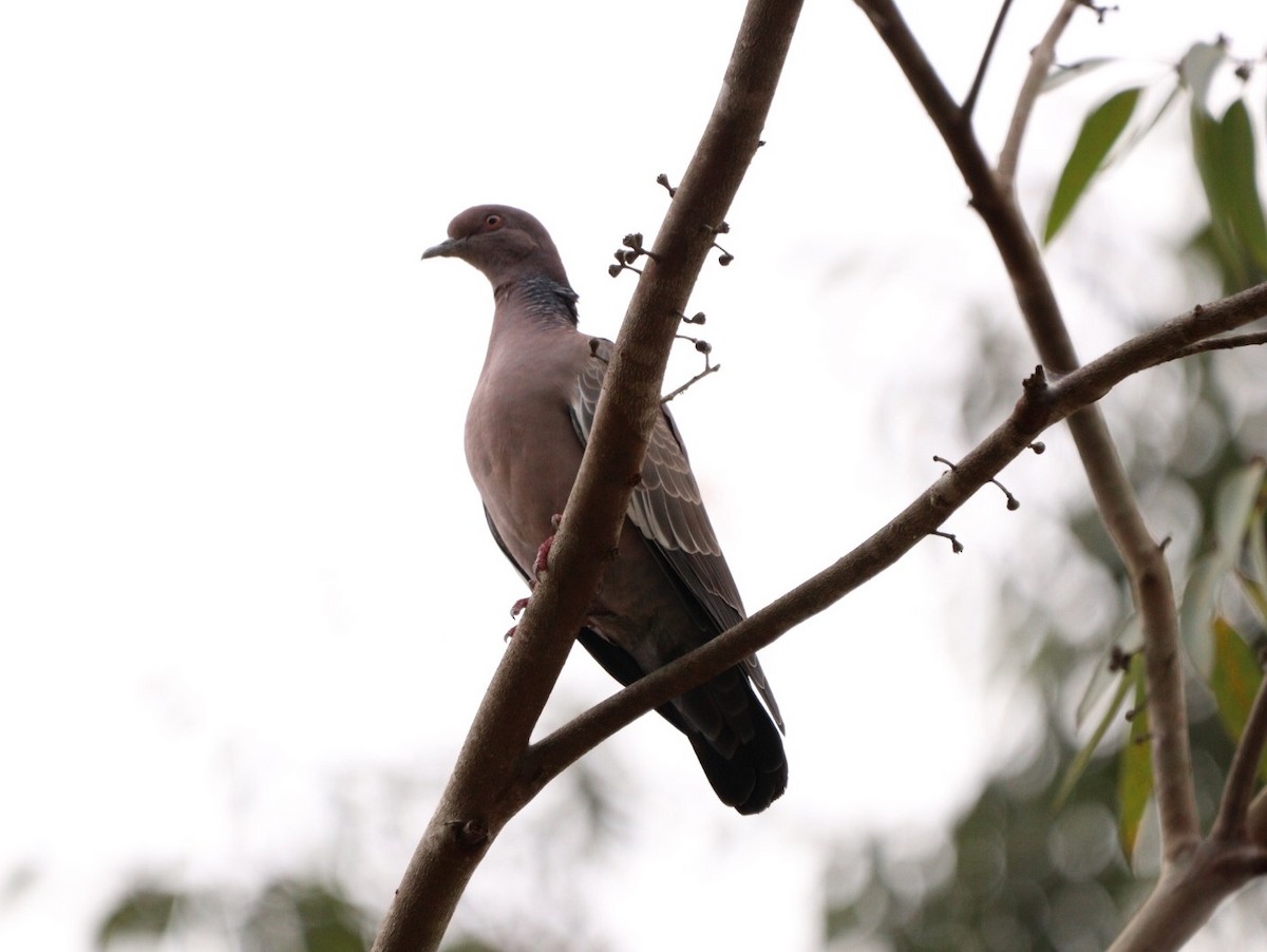 Picazuro Pigeon - Rubélio Souza