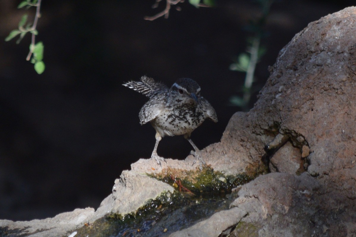 Cactus Wren - William Harmon