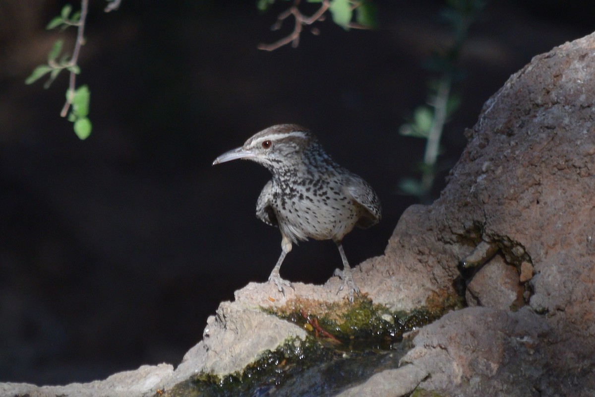 Cactus Wren - William Harmon