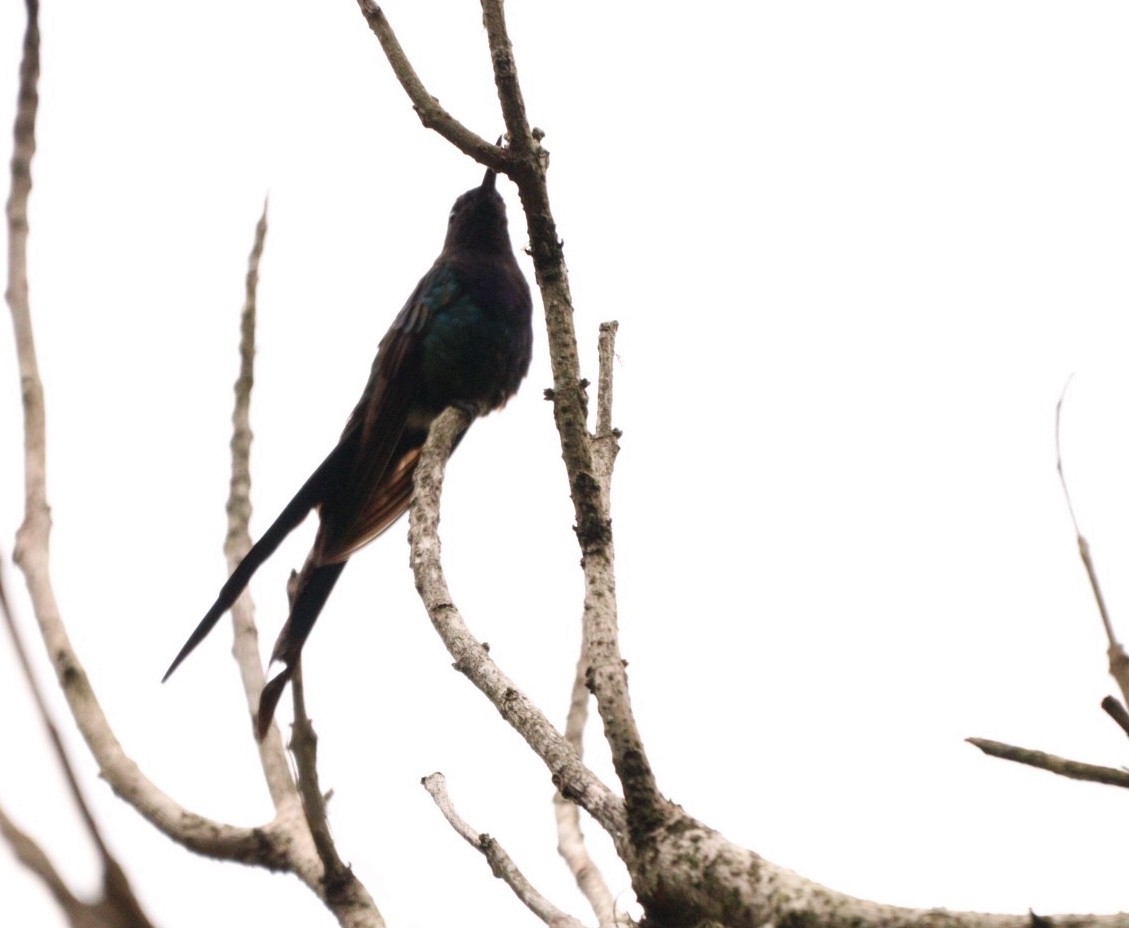 Swallow-tailed Hummingbird - Rubélio Souza