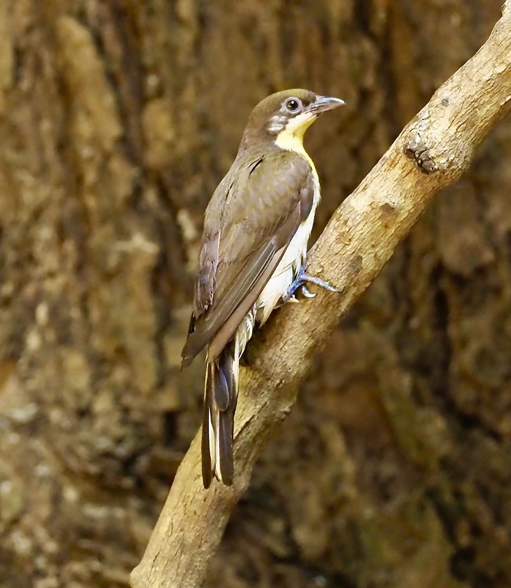 Greater Honeyguide - Tony Conway