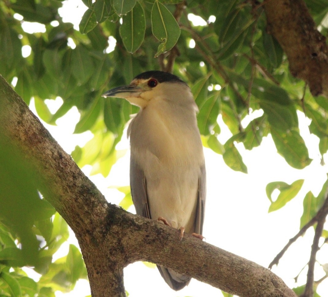 Black-crowned Night Heron - Rubélio Souza