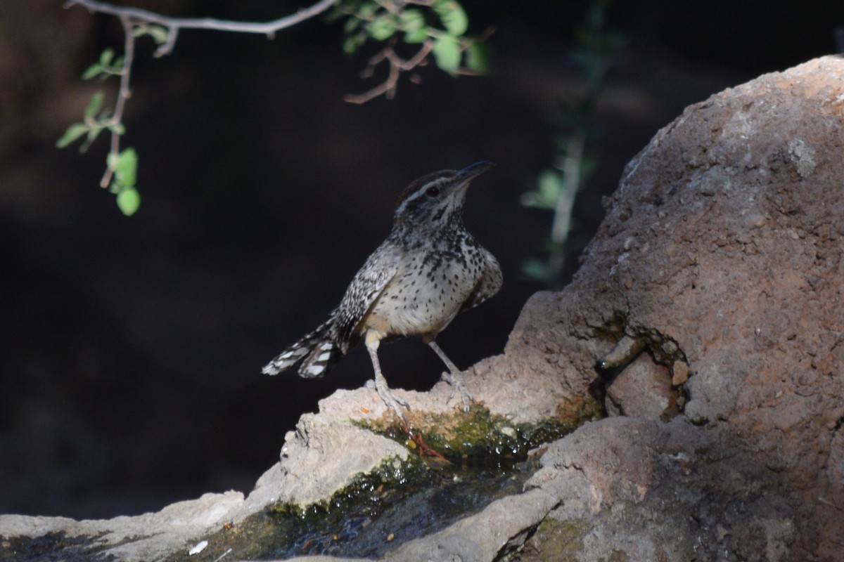 Cactus Wren - William Harmon