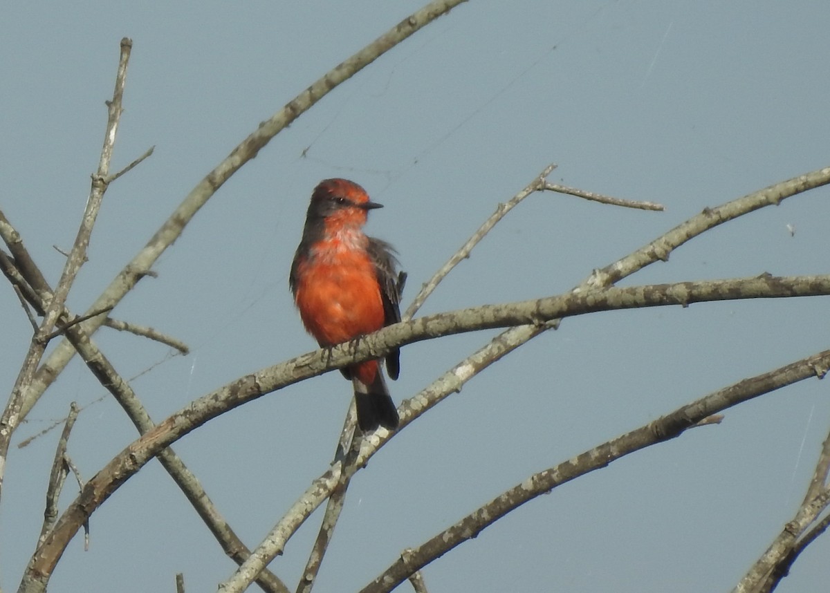 Vermilion Flycatcher - ML619352034