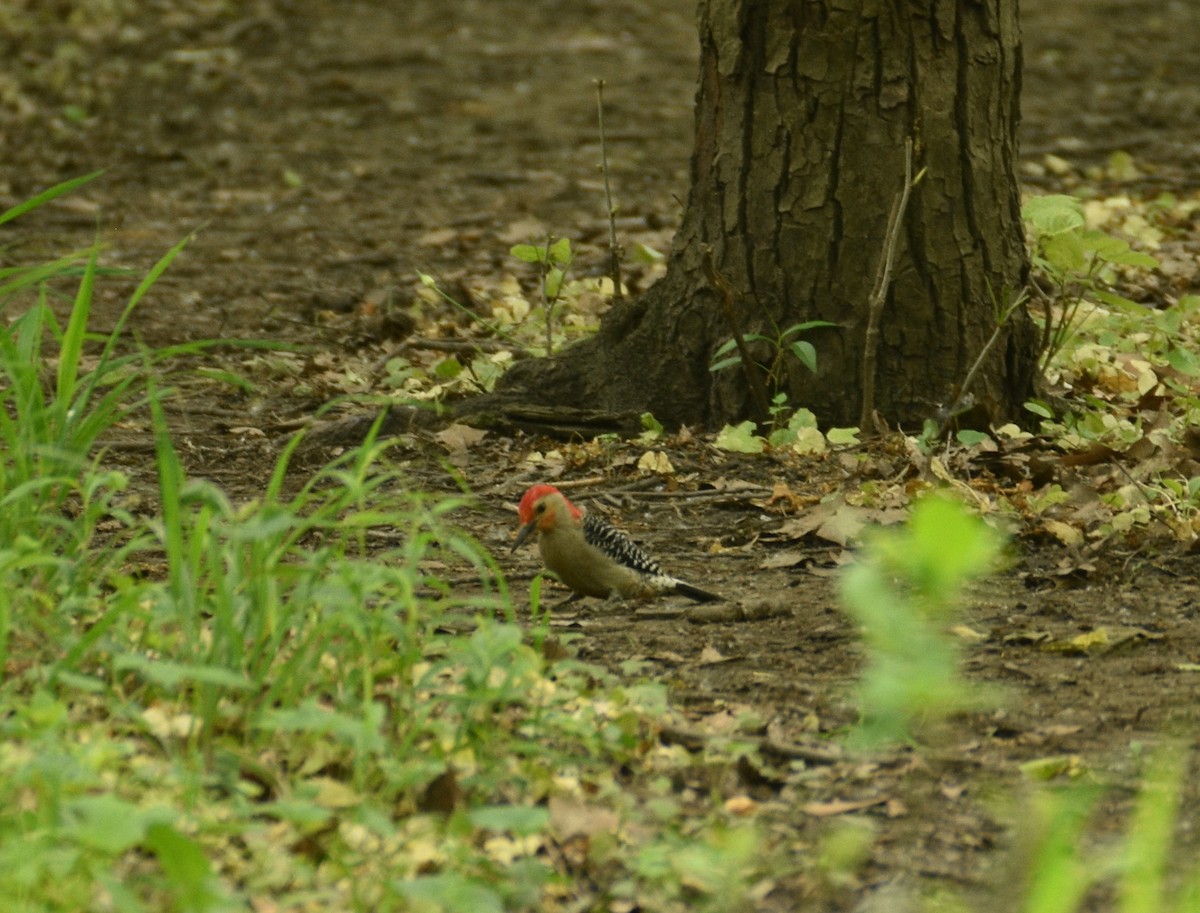 Red-bellied Woodpecker - Ezra Garfield