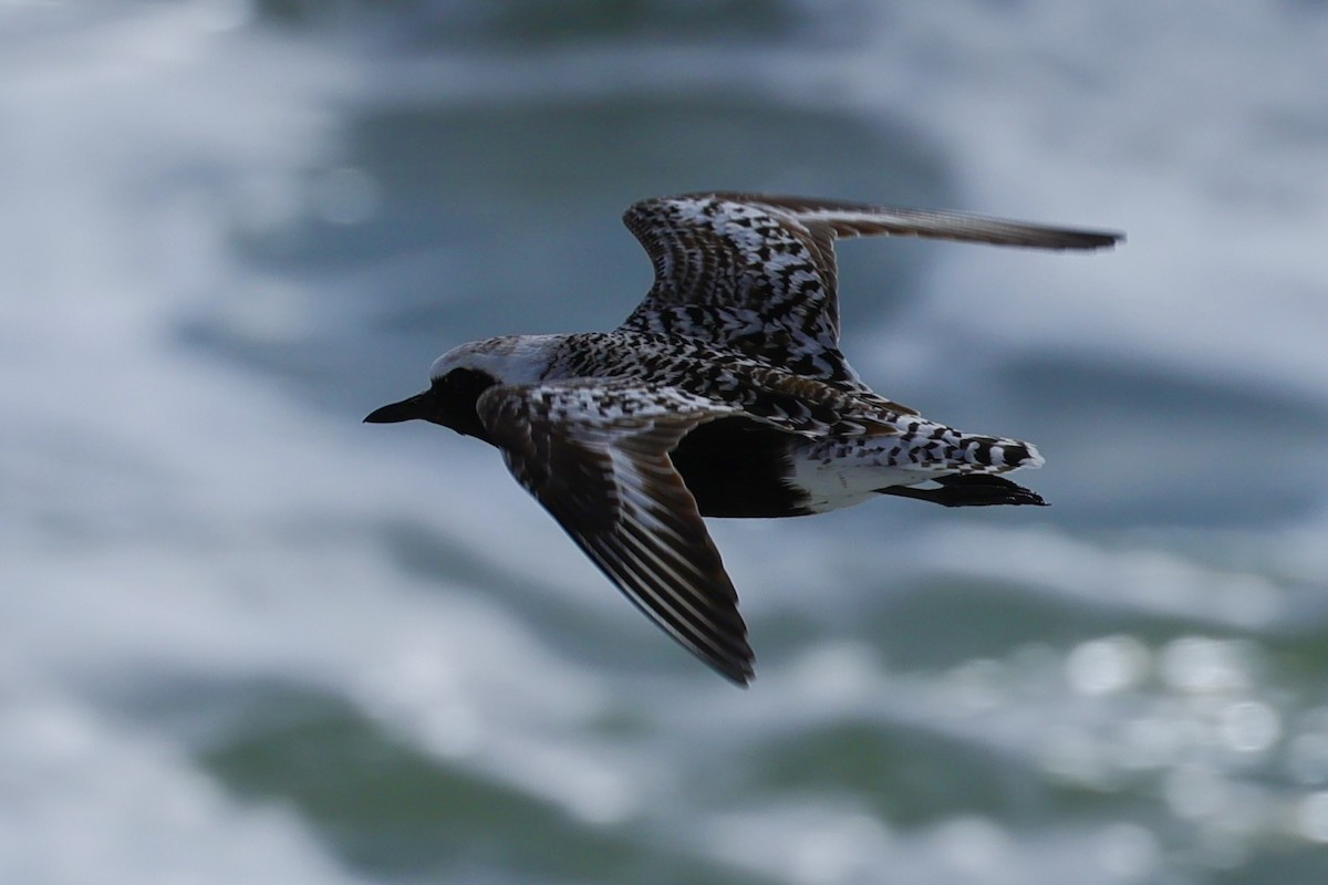 Black-bellied Plover - ML619352040