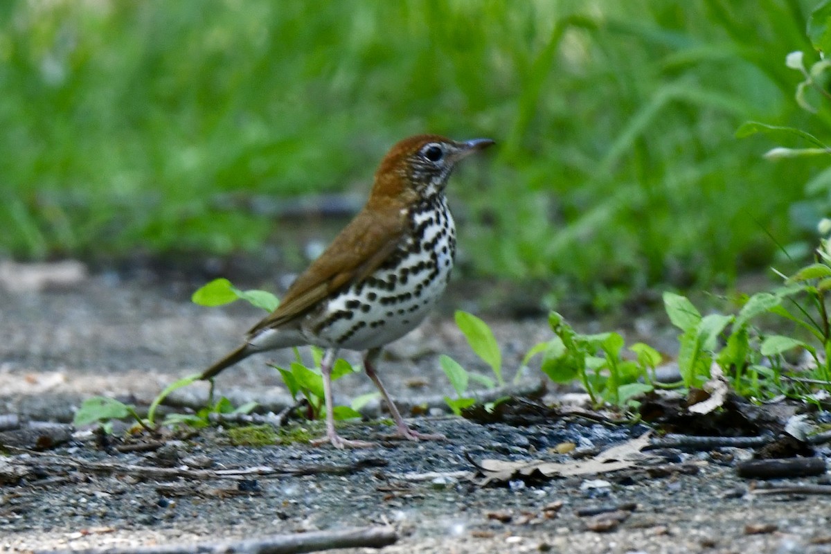 Wood Thrush - Lauren Wadas