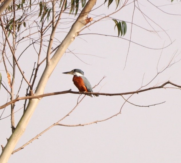 Ringed Kingfisher - Rubélio Souza