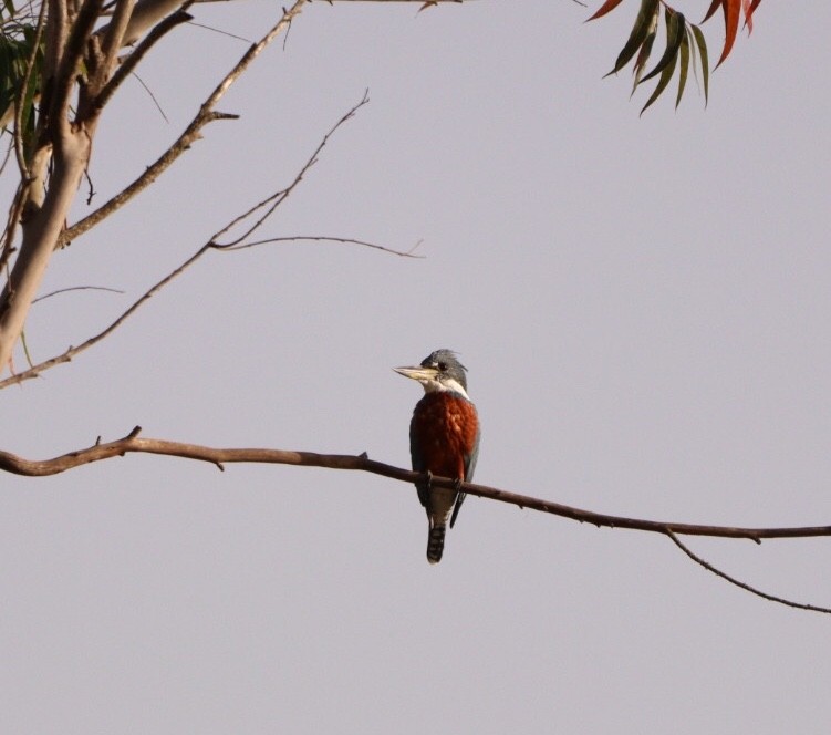 Ringed Kingfisher - Rubélio Souza