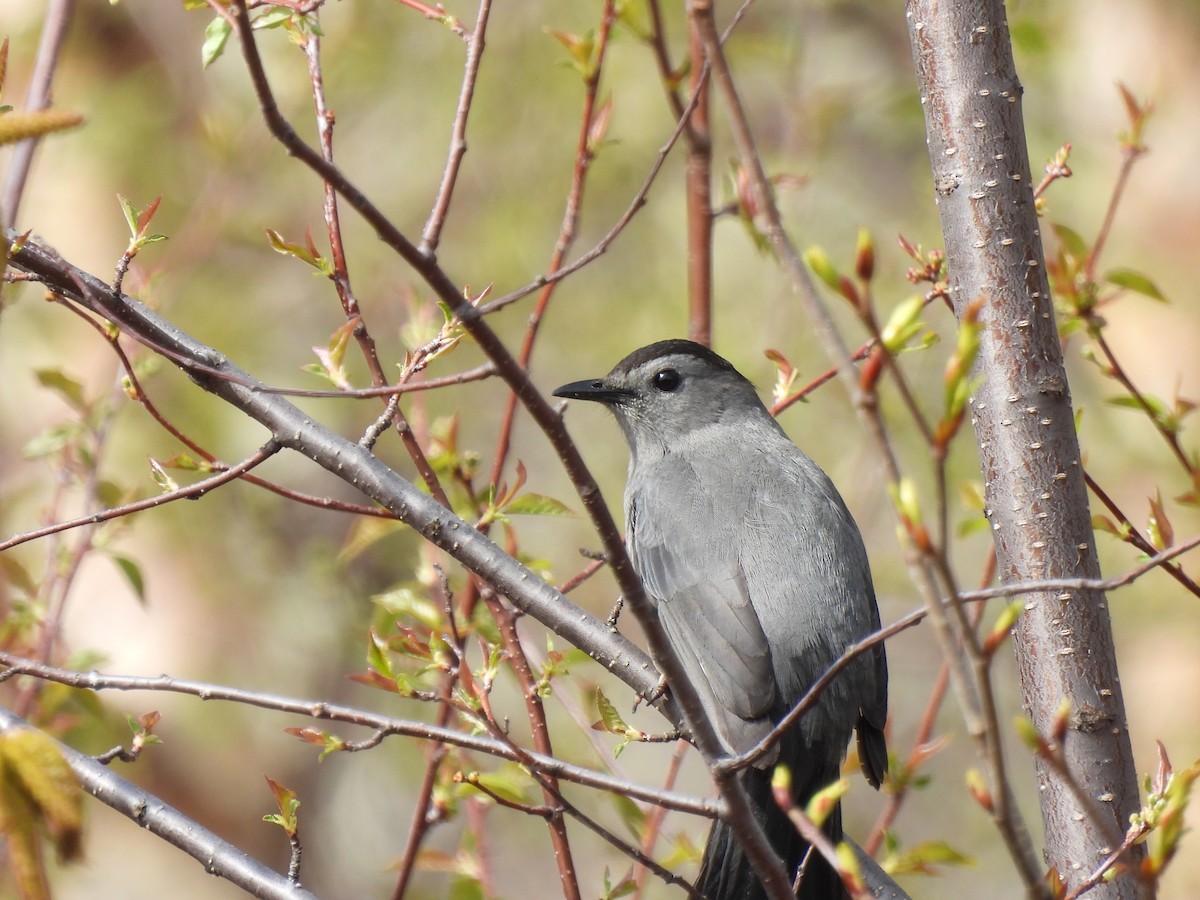 Gray Catbird - Emmanuel Hains