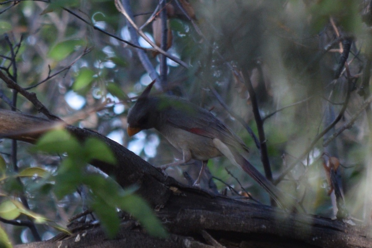 Pyrrhuloxia - William Harmon