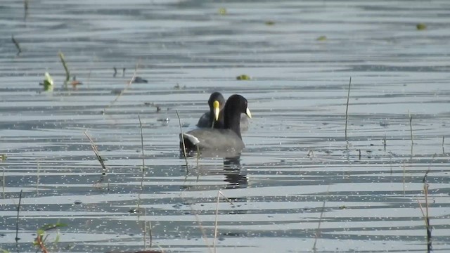 Foulque leucoptère - ML619352069