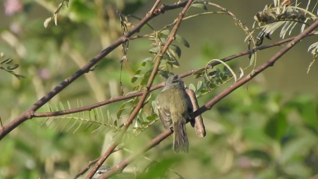 Tyranneau à toupet - ML619352080