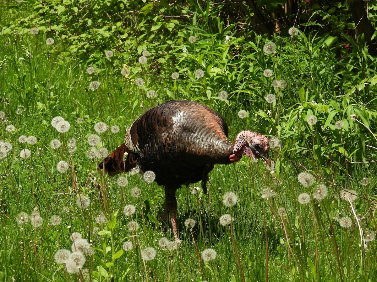 Wild Turkey - ML619352084