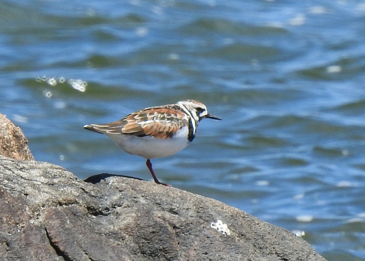 Ruddy Turnstone - ML619352092