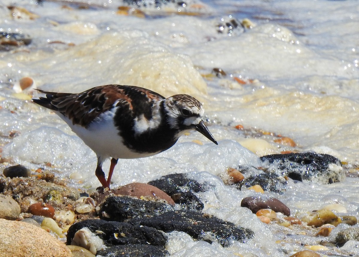 Ruddy Turnstone - ML619352093