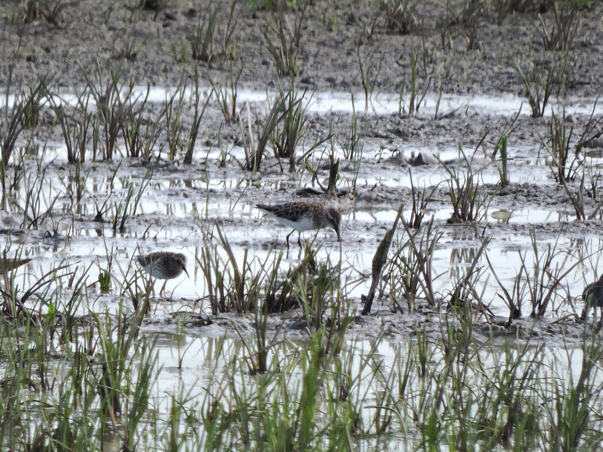 White-rumped Sandpiper - Mike Norton