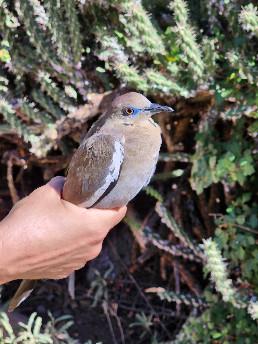 White-winged Dove - ML619352101